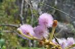 Época de flores no cerrado da Chapada dos Veadeiros, região de Cavalcante - GO